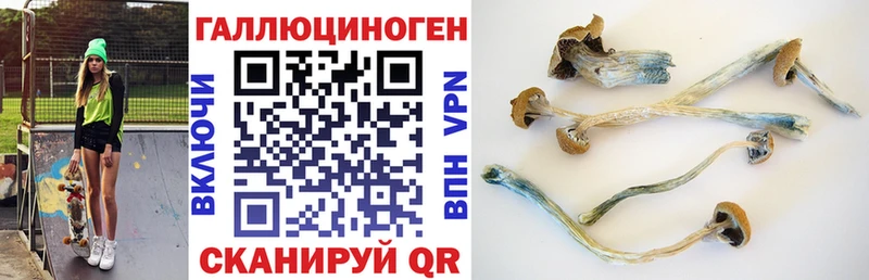 Купить Котельнич Псилоцибиновые грибы Psilocybe